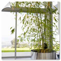 Bambou Bambu Bamboo 10